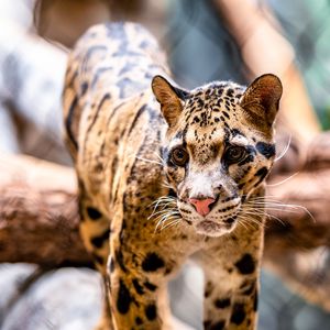 Preview wallpaper leopard, glance, animal, predator, big cat