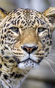 Preview wallpaper leopard, glance, animal, predator