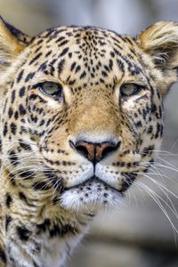 Preview wallpaper leopard, glance, animal, predator