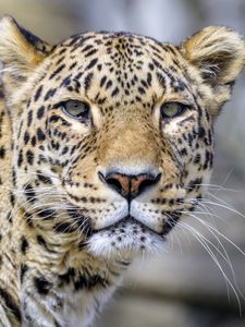 Preview wallpaper leopard, glance, animal, predator