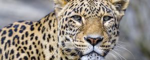 Preview wallpaper leopard, glance, animal, predator