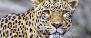 Preview wallpaper leopard, glance, animal, predator