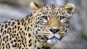 Preview wallpaper leopard, glance, animal, predator