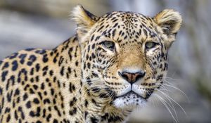 Preview wallpaper leopard, glance, animal, predator