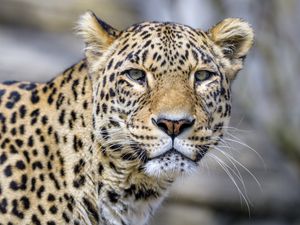 Preview wallpaper leopard, glance, animal, predator