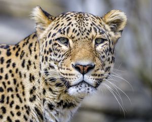 Preview wallpaper leopard, glance, animal, predator