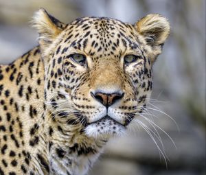 Preview wallpaper leopard, glance, animal, predator