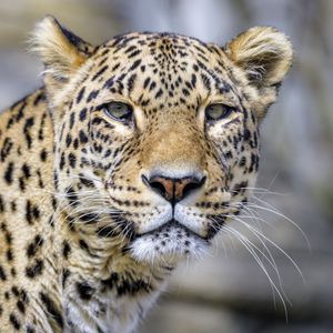 Preview wallpaper leopard, glance, animal, predator
