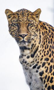 Preview wallpaper leopard, glance, big cat, predator, wildlife