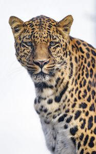 Preview wallpaper leopard, glance, big cat, predator, wildlife