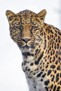 Preview wallpaper leopard, glance, big cat, predator, wildlife