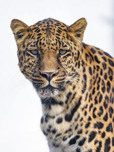 Preview wallpaper leopard, glance, big cat, predator, wildlife