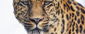 Preview wallpaper leopard, glance, big cat, predator, wildlife