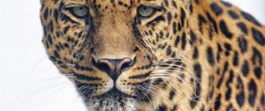 Preview wallpaper leopard, glance, big cat, predator, wildlife