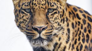 Preview wallpaper leopard, glance, big cat, predator, wildlife