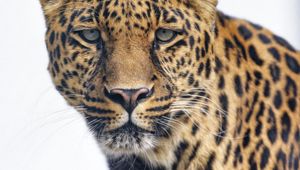 Preview wallpaper leopard, glance, big cat, predator, wildlife