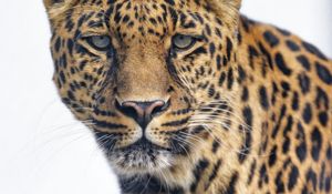 Preview wallpaper leopard, glance, big cat, predator, wildlife