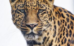 Preview wallpaper leopard, glance, big cat, predator, wildlife