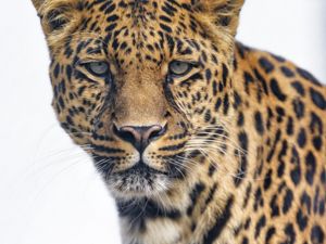 Preview wallpaper leopard, glance, big cat, predator, wildlife