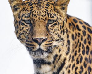 Preview wallpaper leopard, glance, big cat, predator, wildlife