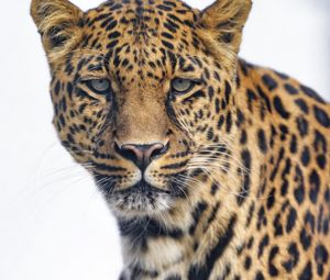 Preview wallpaper leopard, glance, big cat, predator, wildlife