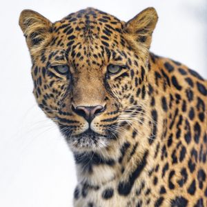 Preview wallpaper leopard, glance, big cat, predator, wildlife