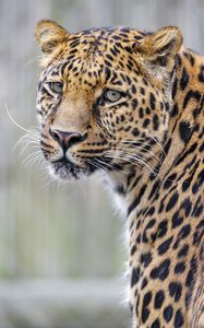 Preview wallpaper leopard, glance, predator, animal, cute