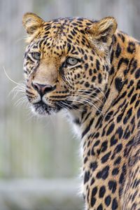 Preview wallpaper leopard, glance, predator, animal, cute