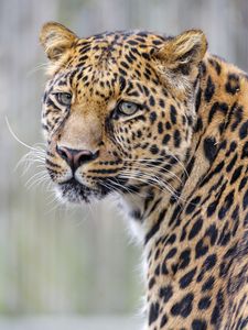 Preview wallpaper leopard, glance, predator, animal, cute