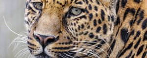 Preview wallpaper leopard, glance, predator, animal, cute
