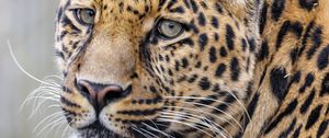 Preview wallpaper leopard, glance, predator, animal, cute