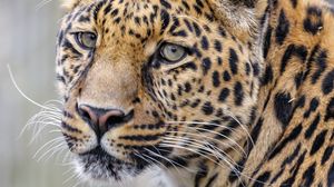 Preview wallpaper leopard, glance, predator, animal, cute