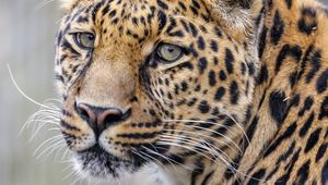 Preview wallpaper leopard, glance, predator, animal, cute