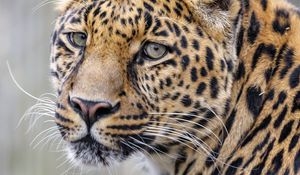 Preview wallpaper leopard, glance, predator, animal, cute