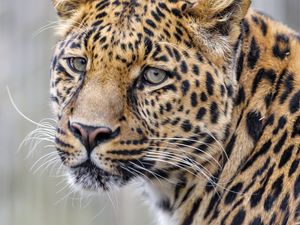 Preview wallpaper leopard, glance, predator, animal, cute