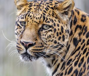 Preview wallpaper leopard, glance, predator, animal, cute