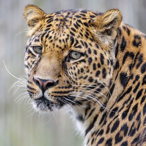 Preview wallpaper leopard, glance, predator, animal, cute