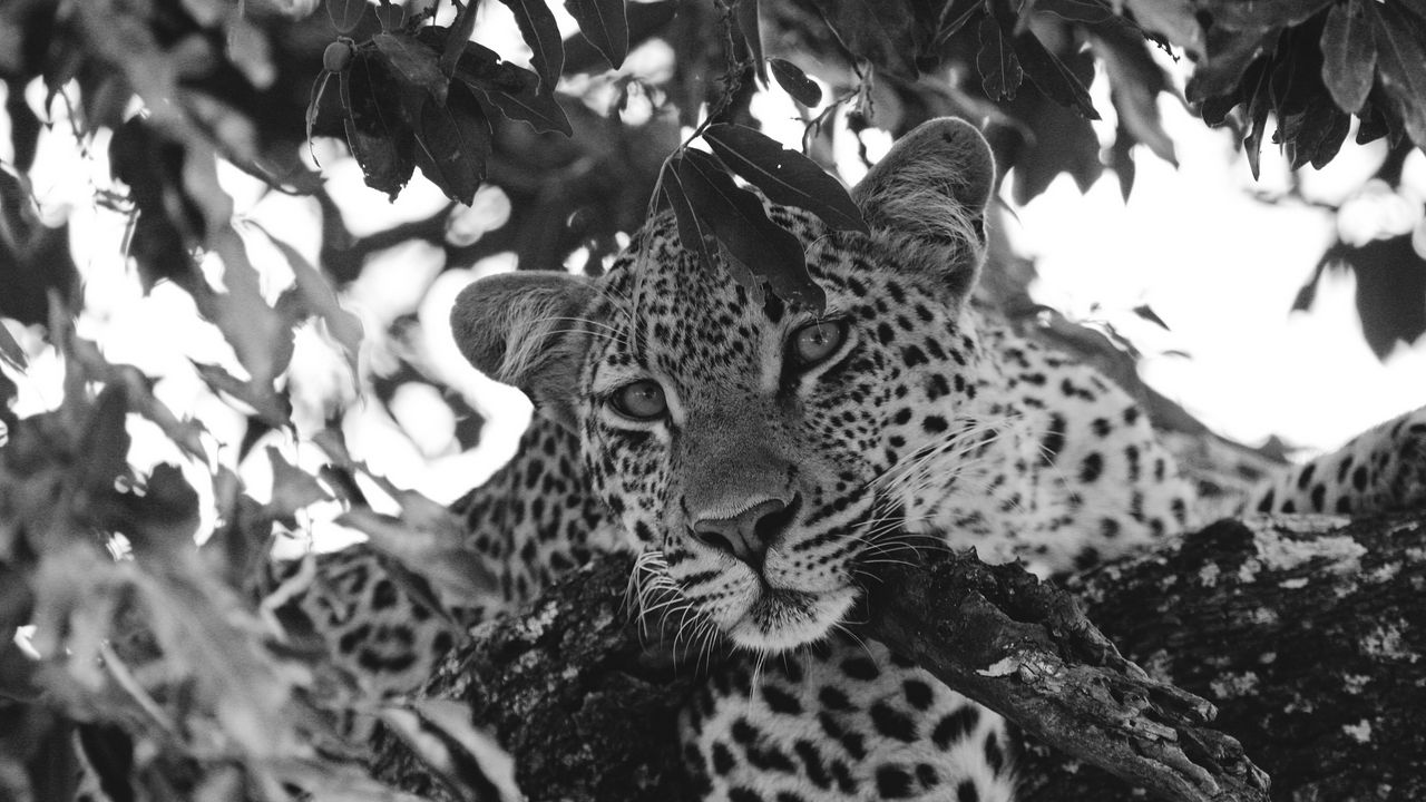 Wallpaper leopard, glance, predator, animal, black and white