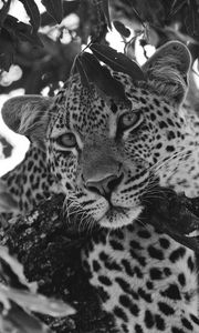 Preview wallpaper leopard, glance, predator, animal, black and white