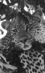 Preview wallpaper leopard, glance, predator, animal, black and white