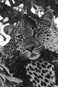 Preview wallpaper leopard, glance, predator, animal, black and white
