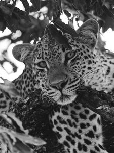 Preview wallpaper leopard, glance, predator, animal, black and white