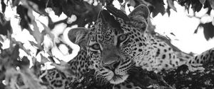 Preview wallpaper leopard, glance, predator, animal, black and white