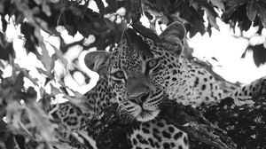 Preview wallpaper leopard, glance, predator, animal, black and white