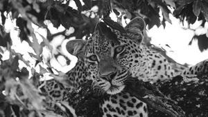 Preview wallpaper leopard, glance, predator, animal, black and white