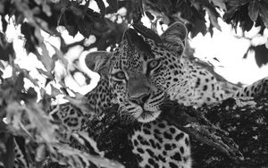 Preview wallpaper leopard, glance, predator, animal, black and white