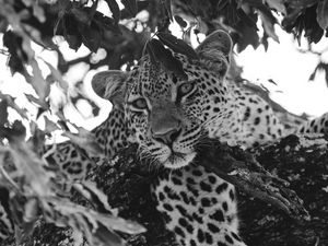 Preview wallpaper leopard, glance, predator, animal, black and white