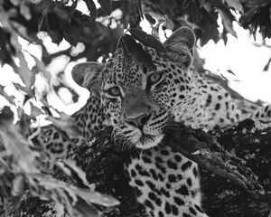 Preview wallpaper leopard, glance, predator, animal, black and white