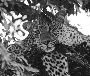 Preview wallpaper leopard, glance, predator, animal, black and white