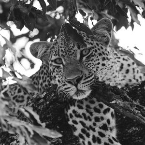 Preview wallpaper leopard, glance, predator, animal, black and white